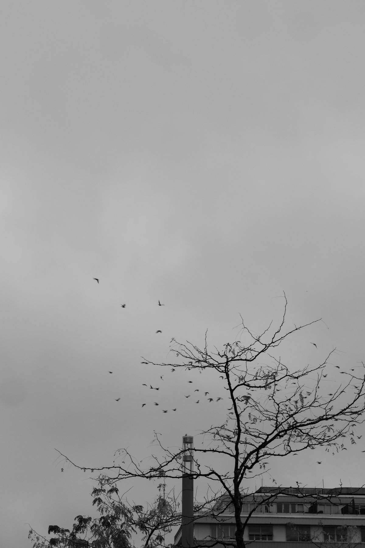 bare tree branches and small birds in flight under an overcast sky above a chimney