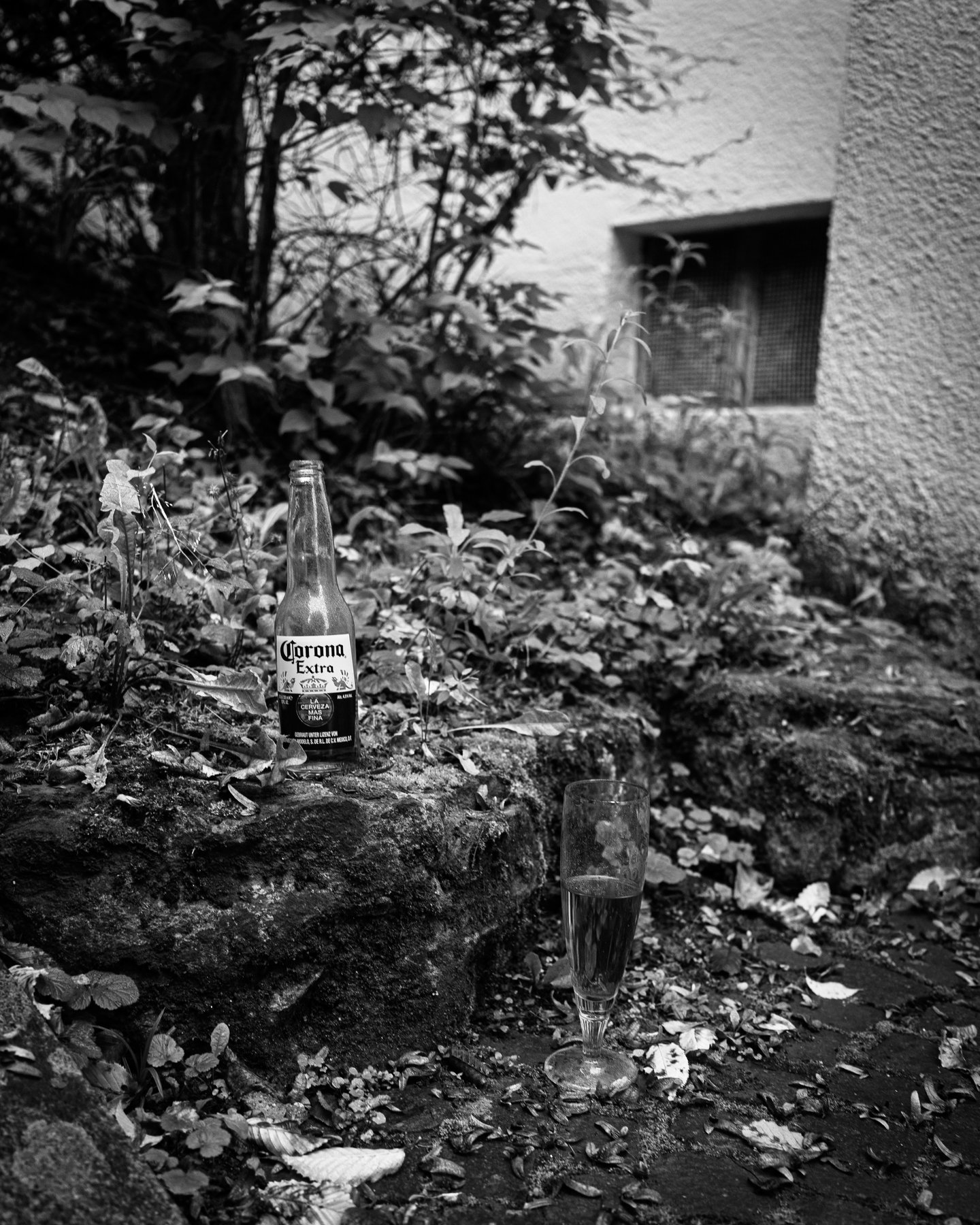 Corona beer bottle and empty glass left among ivy and fallen leaves beside a wall