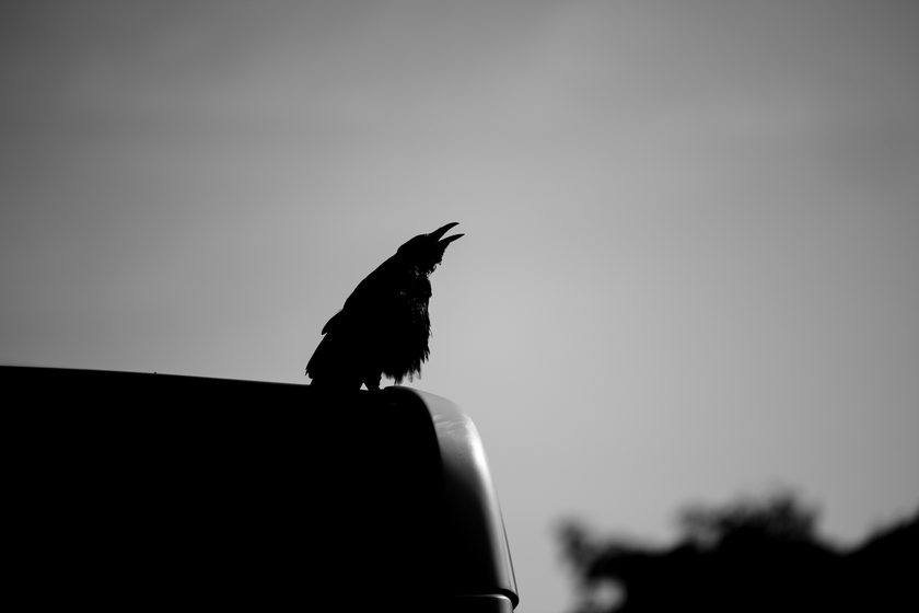 silhouetted crow with open beak perched on a vehicle roof against a pale sky