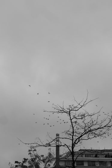 bare tree branches and small birds in flight under an overcast sky above a chimney